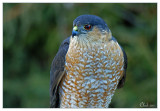 pervier brun - Sharp-shinned Hawk