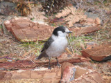 014 Gray jay.JPG