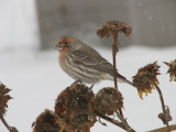 040 House finch.JPG