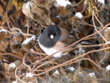013 Oregon junco.JPG