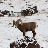 Bighorn sheep