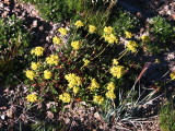 IMG_5547 Sulfur buckwheat, Eriogonum umbellatum .jpg