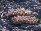 IMG_5555 Alpine saxifrage, Saxifraga tolmiei.jpg