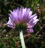 IMG_5642 Subalpine daisy, Erigeron peregrinus.jpg