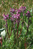 IMG_5645 Birds beak lousewort, Pedicularis  ornithorhyncha.jpg