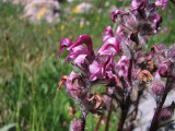 IMG_5647 Birds beak lousewort , Pedicularis  ornithorhyncha.jpg