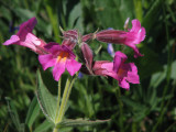 IMG_5654Lewiss  monkey flower, Mimulus lewisii.jpg