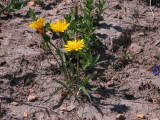 IMG_5678 Smooth mountain dandelion, Nothocalais alpestris