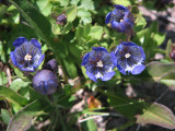 IMG_5693 Mountain bog gentian, Gentiana calycosa