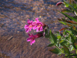 IMG_5715Lewis's monkey flower, Mimulus lewisii
