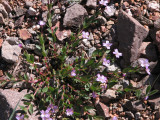 IMG_5723 Alpine willow-herb, Epilobium alpinum