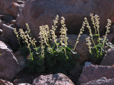 IMG_5740 Alpine alumroot, Heuchera cylindrica