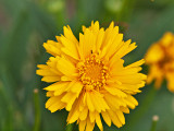 The Desert Marigold