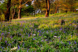 Evening sun and emerging bluebells