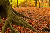 St Gwynno Forest, Autumn 2007