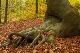 St Gwynno Forest, Autumn 2007