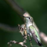 Ruby Throated Hummingbird <i>Archilochus colubris</i>