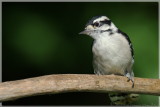 Nuthatches & Woodpeckers