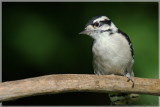 Downy Woodpecker <i>Picoides Pubescens</i>