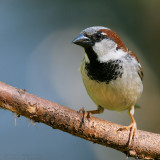 House Sparrow <i>Passer domesticus</i>