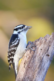 Downy Woodpecker <i>Picoides Pubescens</i>