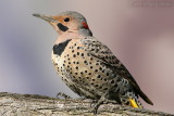 Northern Flicker <i>Colaptes auratus cafer</i> (Red-Shafted)