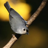 Tufted Titmouse <i>Baeolophus Bicolor</i>