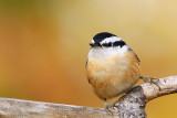 Red Breasted Nuthatch <i>Sitta canadensis</i>