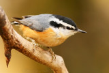 Red Breasted Nuthatch <i>Sitta canadensis</i>