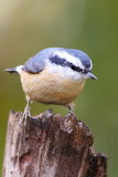 Red Breasted Nuthatch <i>Sitta canadensis</i>