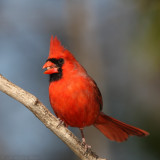 Northern Cardinal <i>Cardinalis Cardinalis</i>