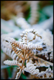 Frozen Fern