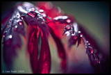 Teardrops