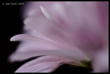 Pink Fingers.....
