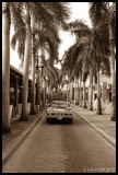 A classic in the avenue of palms
