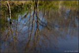 Reflection Pool