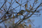 Yellow-rumped Warbler