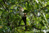 Black-billed Cuckoo