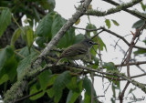 Blue-headed Vireo?