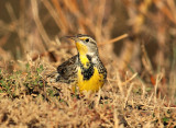 Western Meadowlark