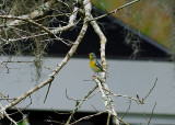 Northern Parula