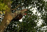 Pileated Woodpecker