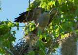 Mississippi Kite