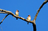 Cedar Waxwings