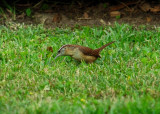 Marsh Wren
