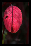 Red leaf