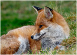 fox13.jpg
