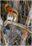 redSquirrel1.jpg