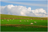 pentlandSheep3.jpg