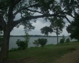 Some Examples of the trees in the area, old HL Hunt Estate Across the lake